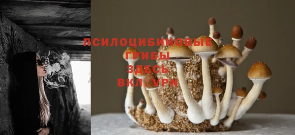 прущие грибы Дмитров